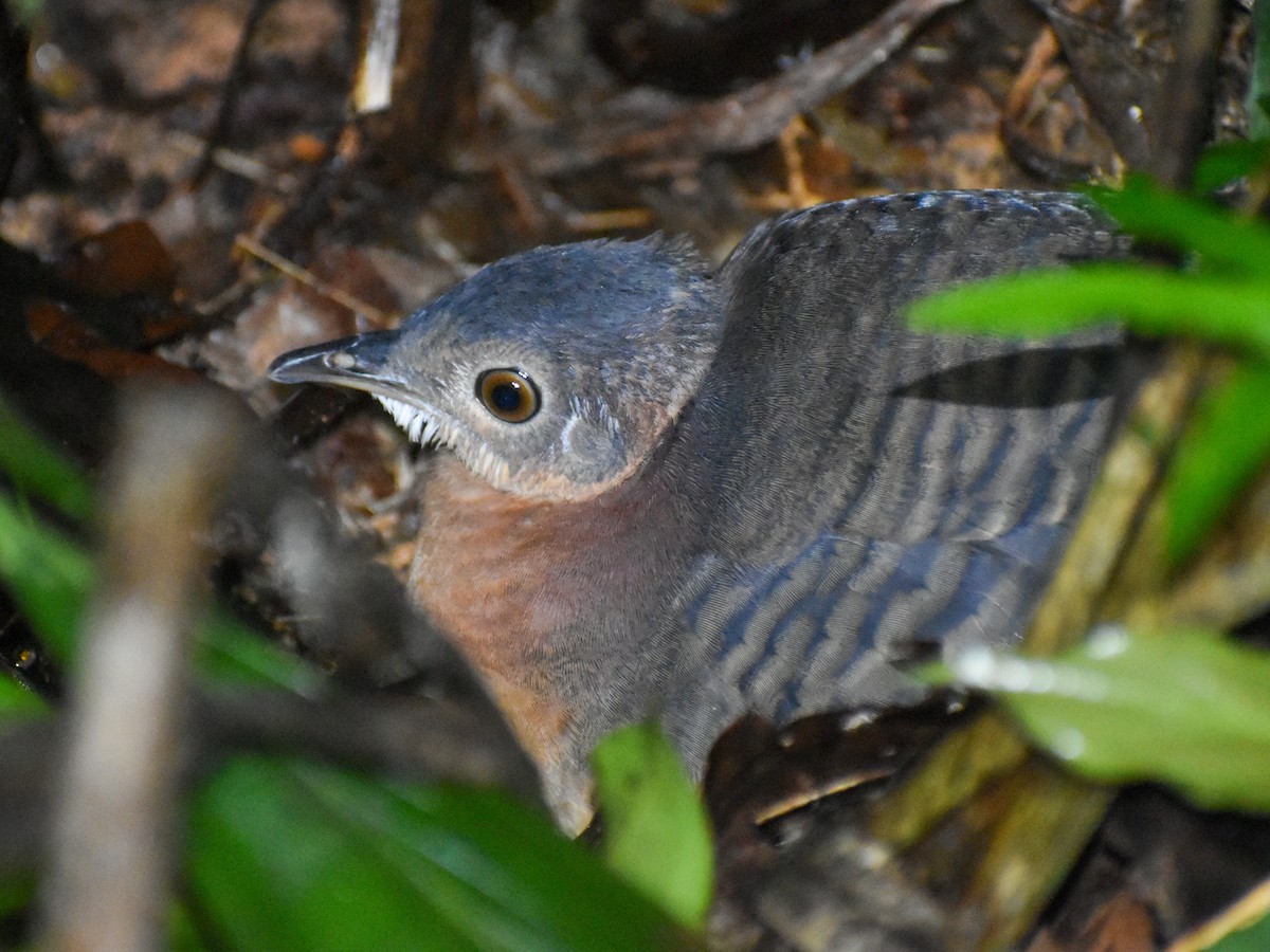 tinamou sp. - Eric Konkol