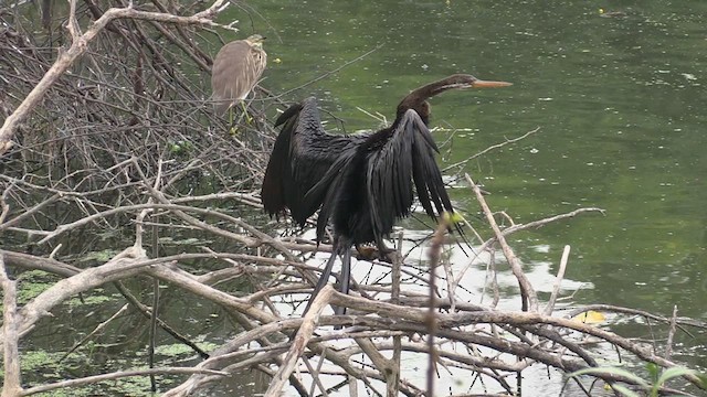 Oriental Darter - ML615251362