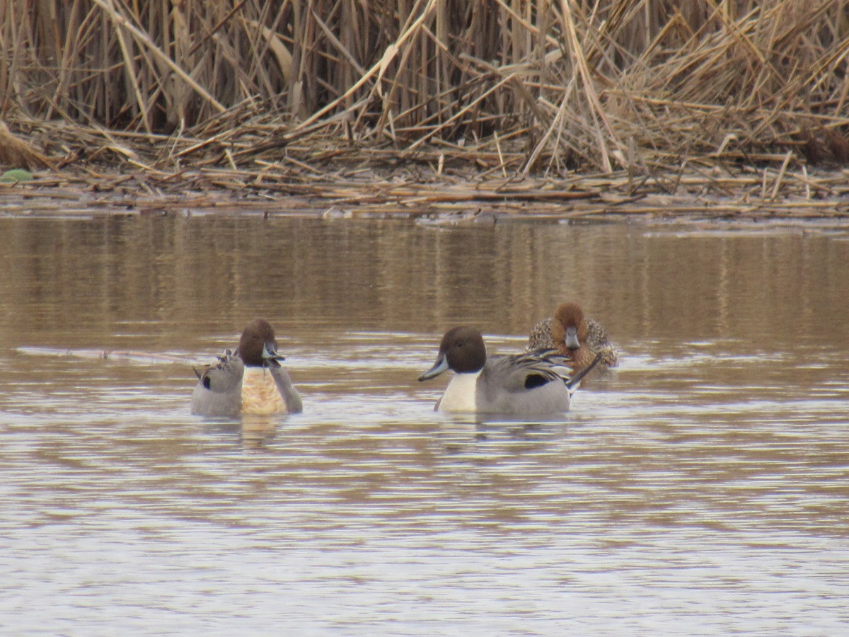 Northern Pintail - ML615251381