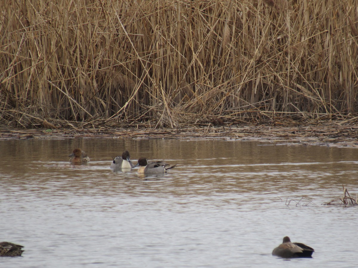 Northern Pintail - ML615251382