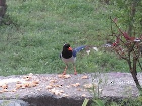 Red-billed Blue-Magpie - ML615251398