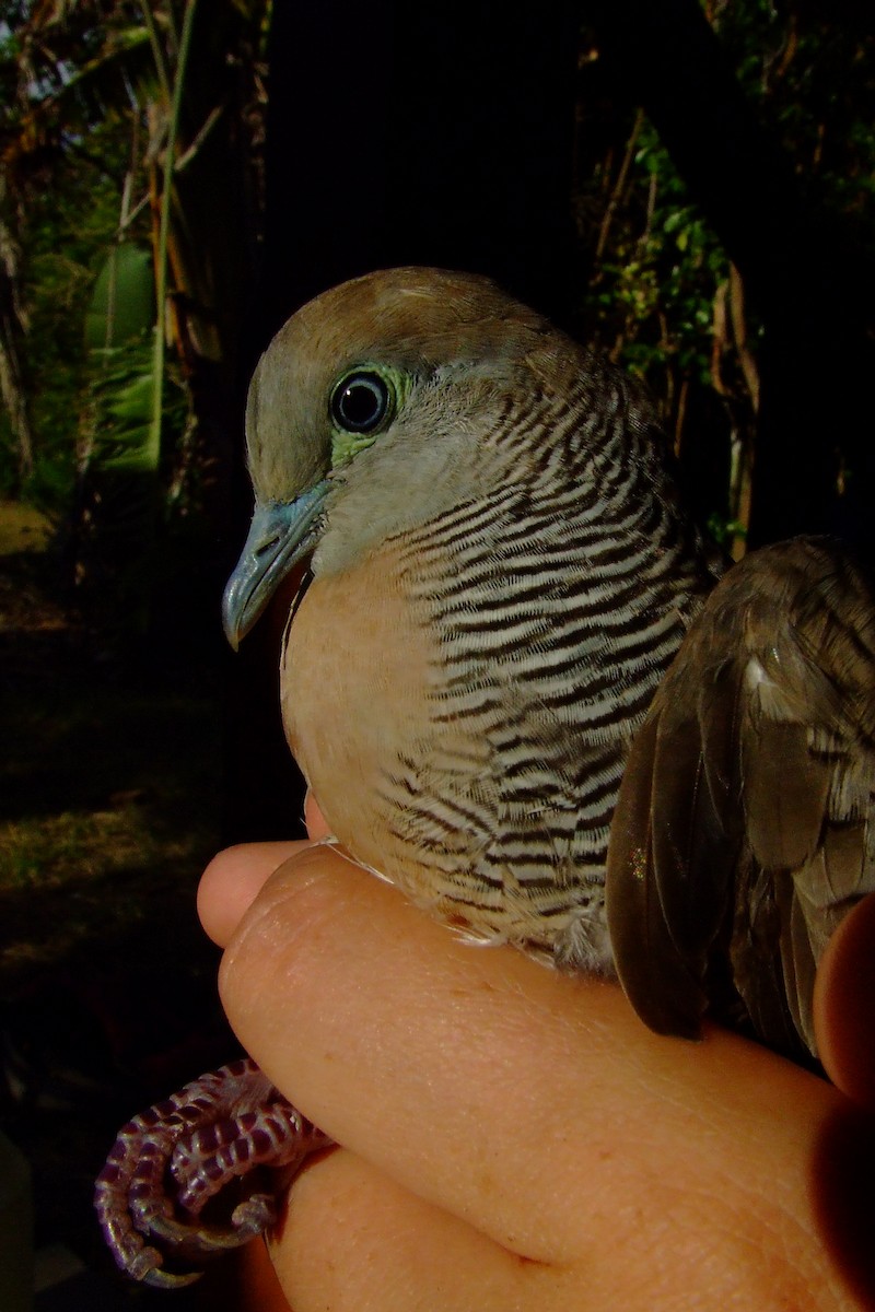 Zebra Dove - ML615251405