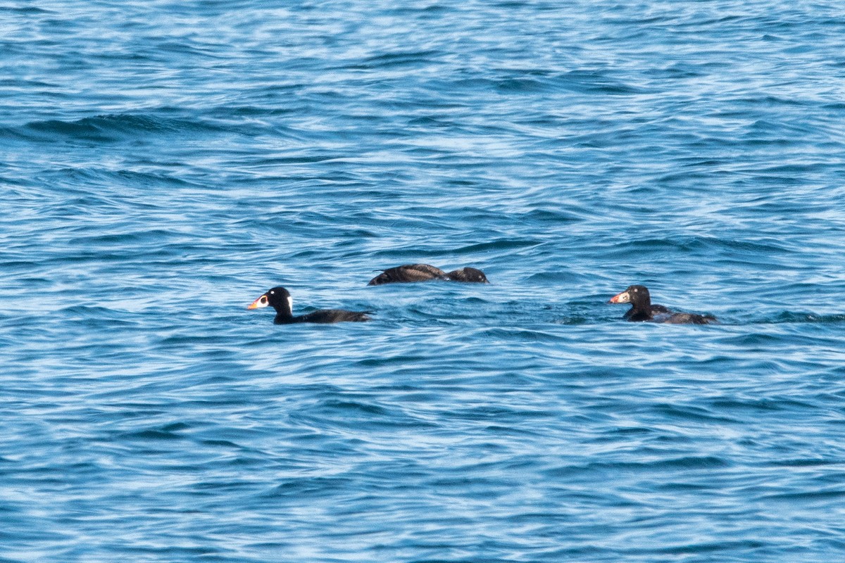 アラナミキンクロ - ML615251449