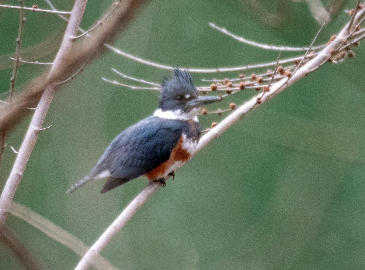 Belted Kingfisher - ML615251492