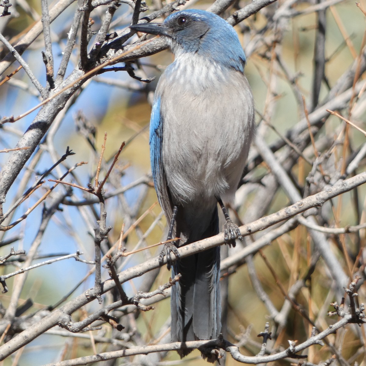 Woodhouse's Scrub-Jay - ML615251516