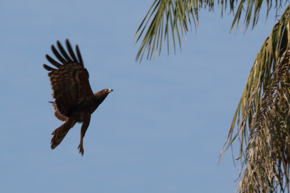 African Harrier-Hawk - ML615251590