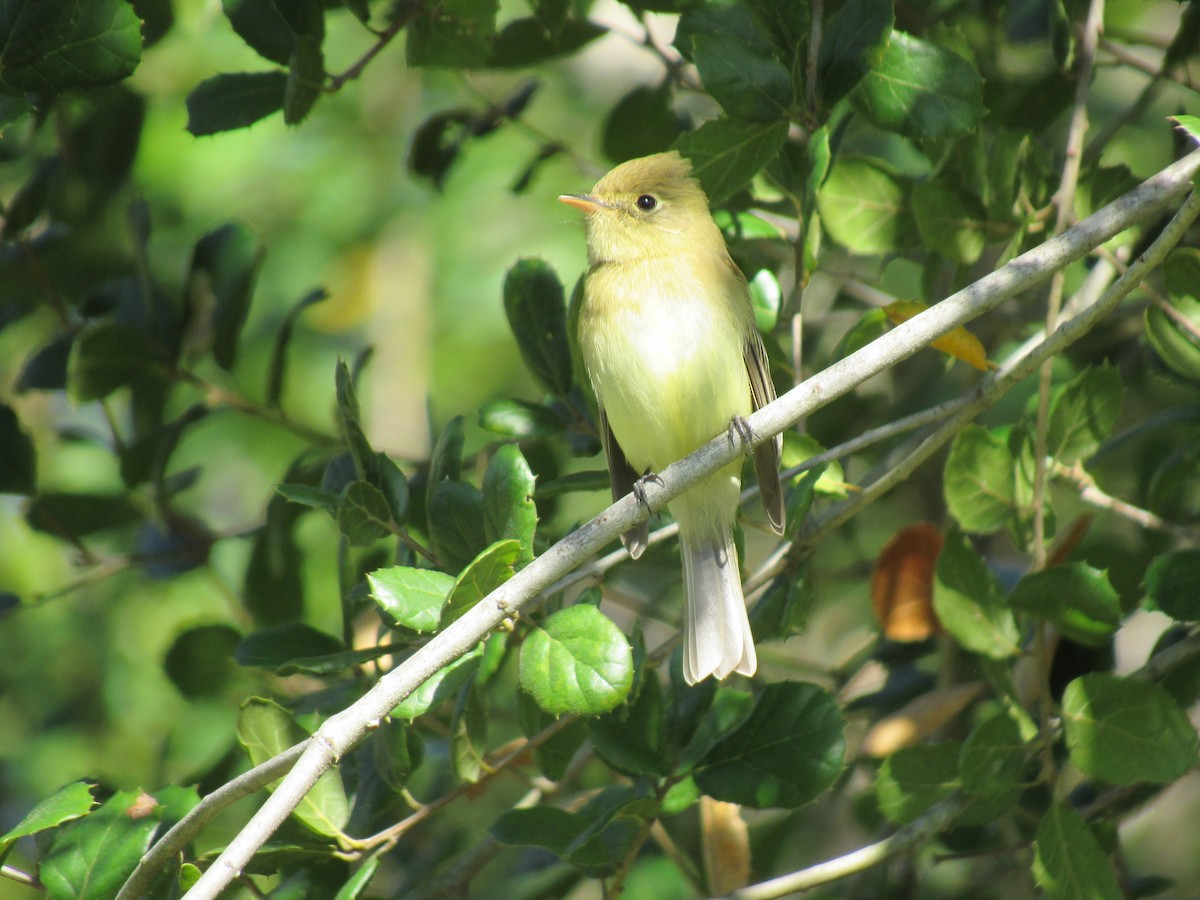 Western Flycatcher - ML615251592