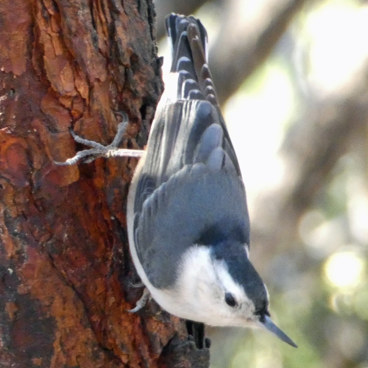 White-breasted Nuthatch - ML615251600