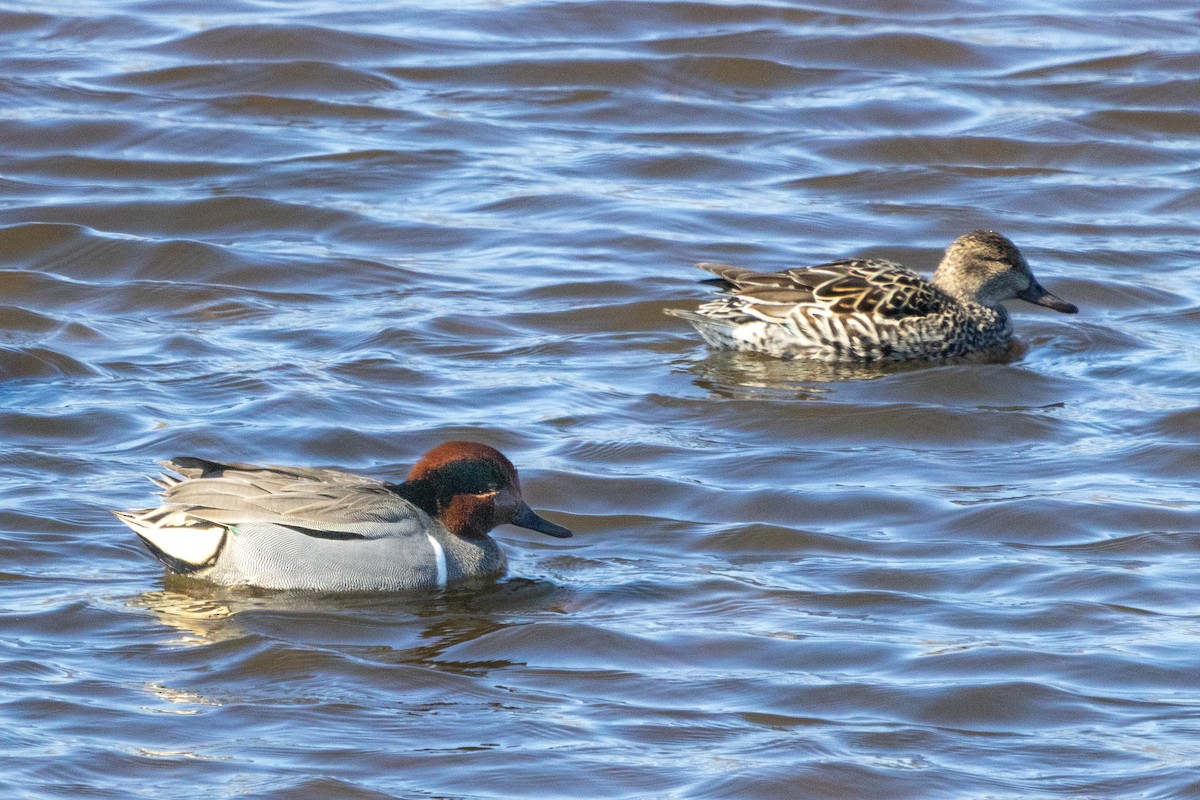 Green-winged Teal - ML615251641