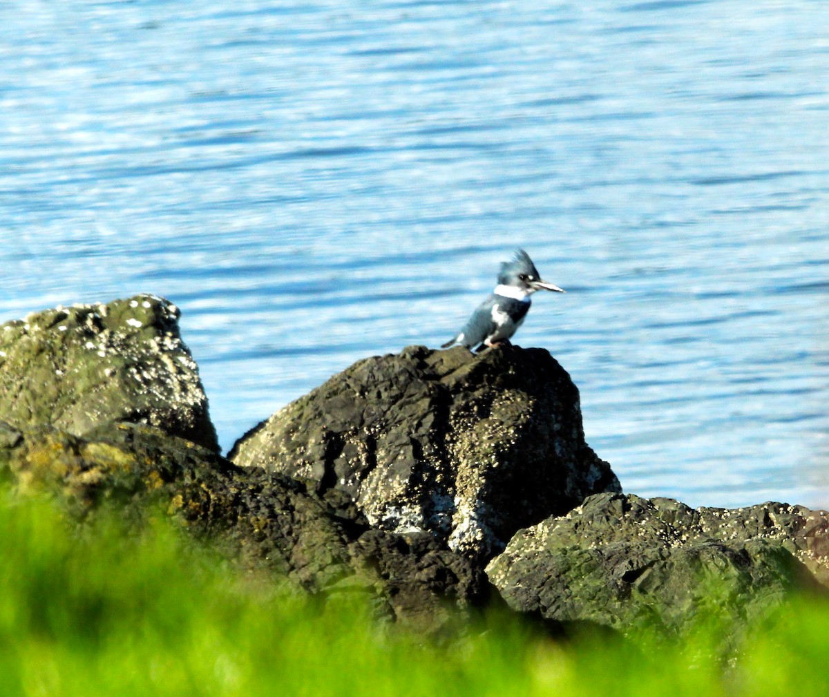 Belted Kingfisher - Connie Haile