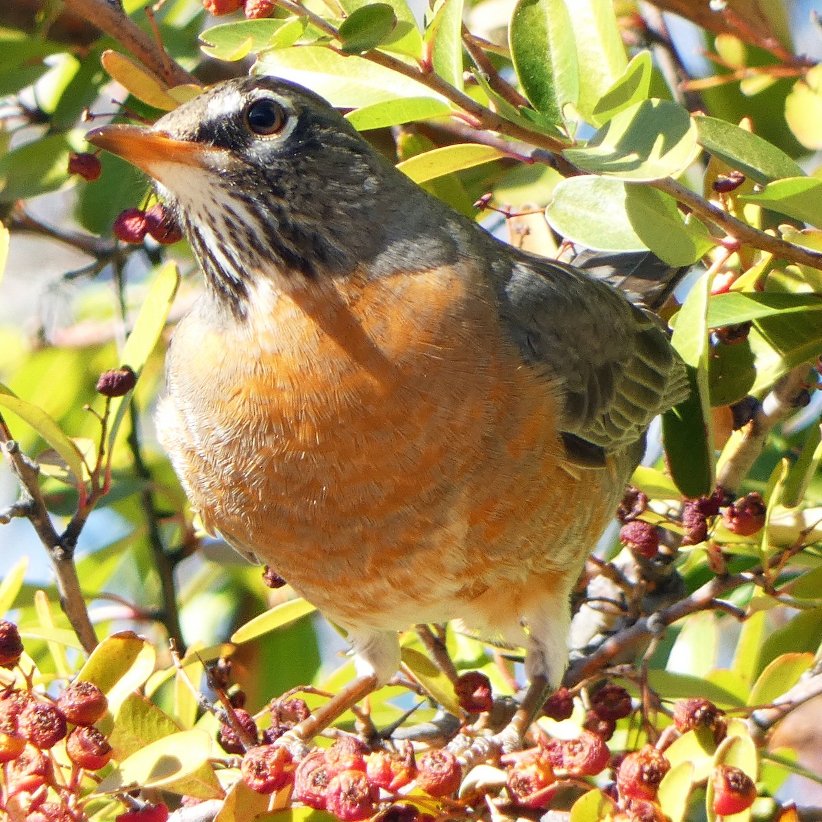 American Robin - ML615251677