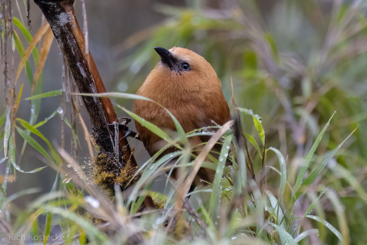 Rufous Wren - ML615251688