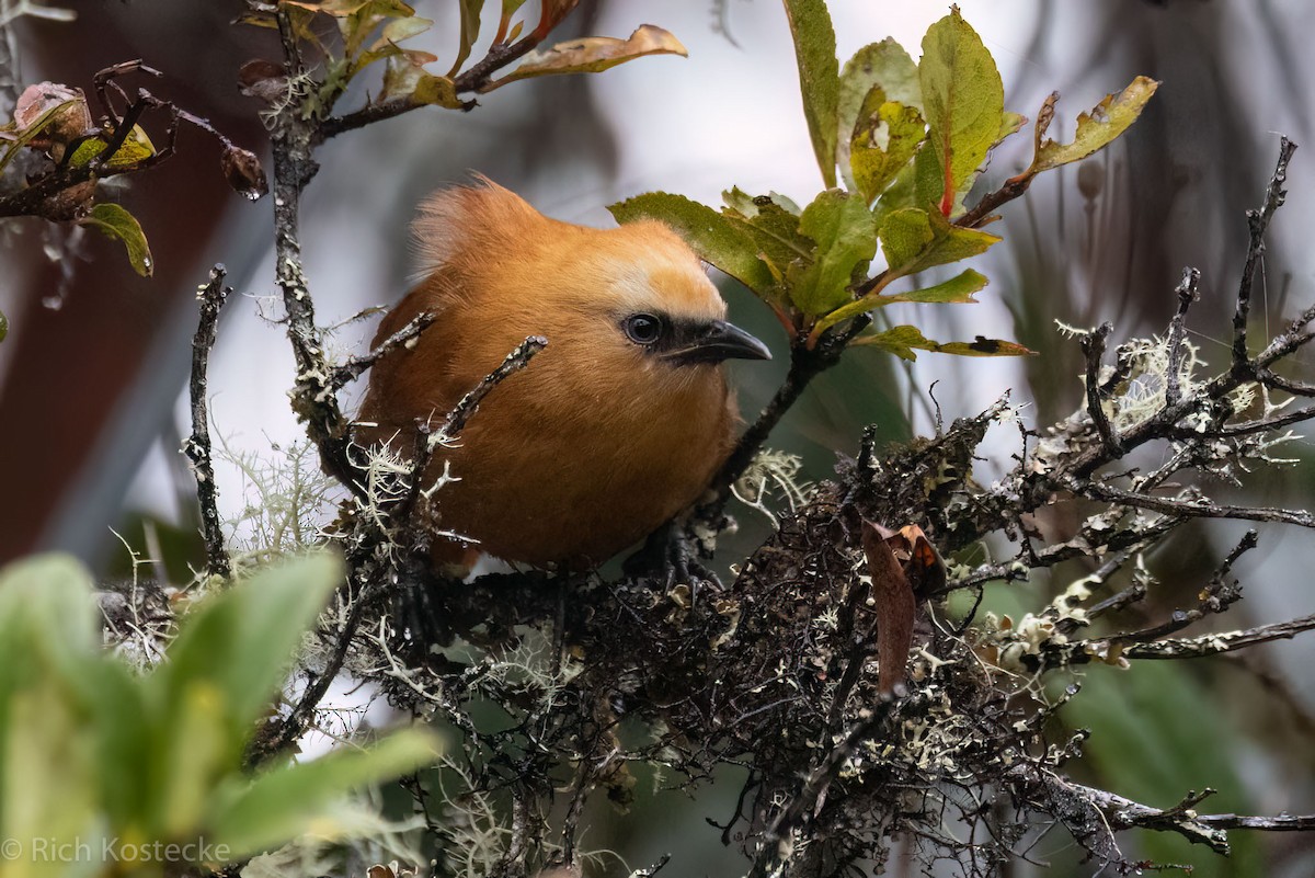 Rufous Wren - ML615251691