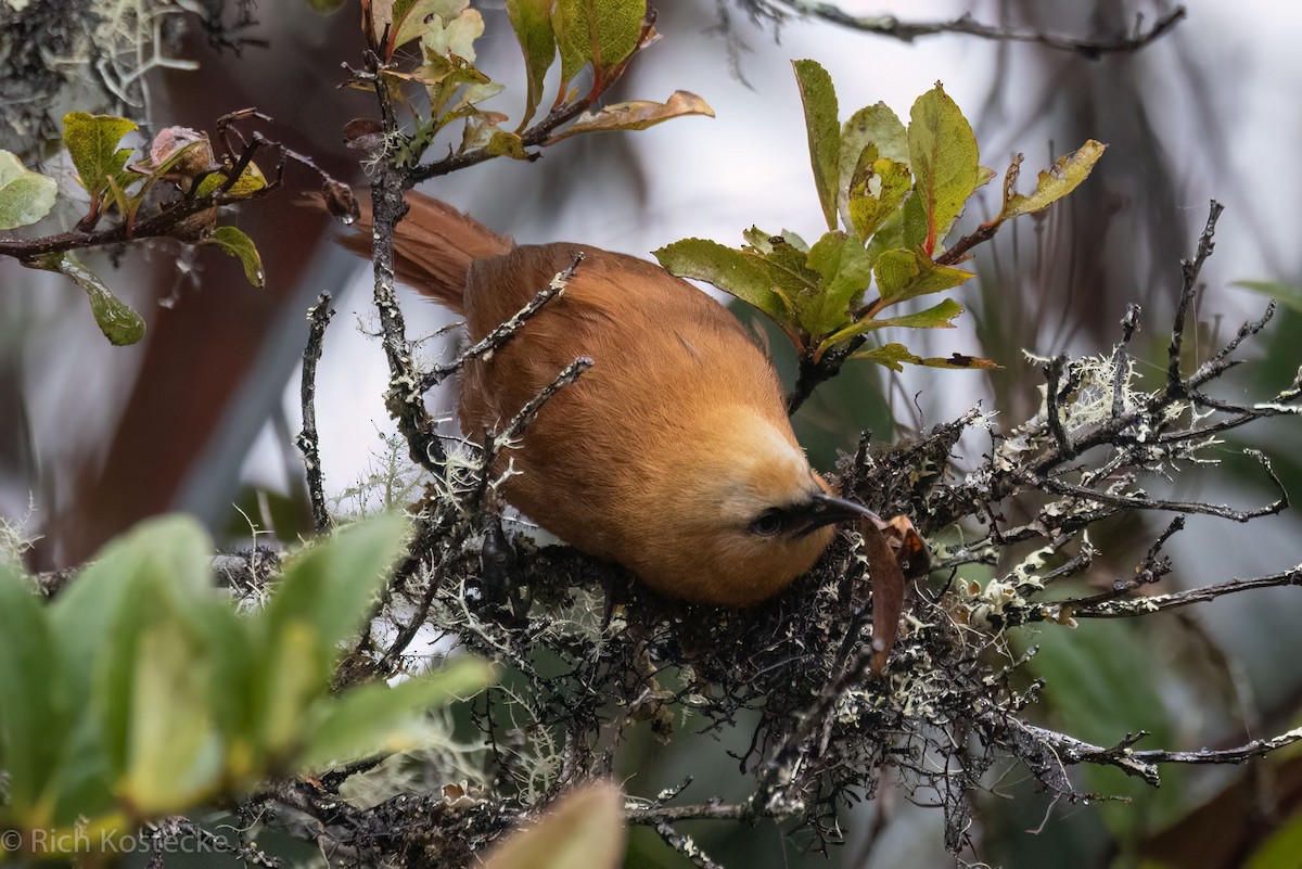 Rufous Wren - ML615251693