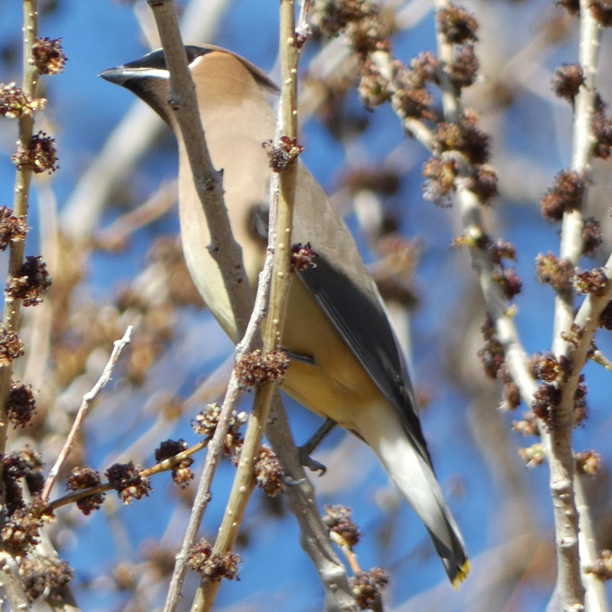 Cedar Waxwing - ML615251698