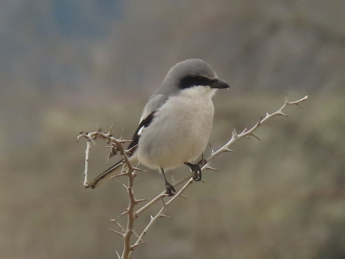 Loggerhead Shrike - ML615251722