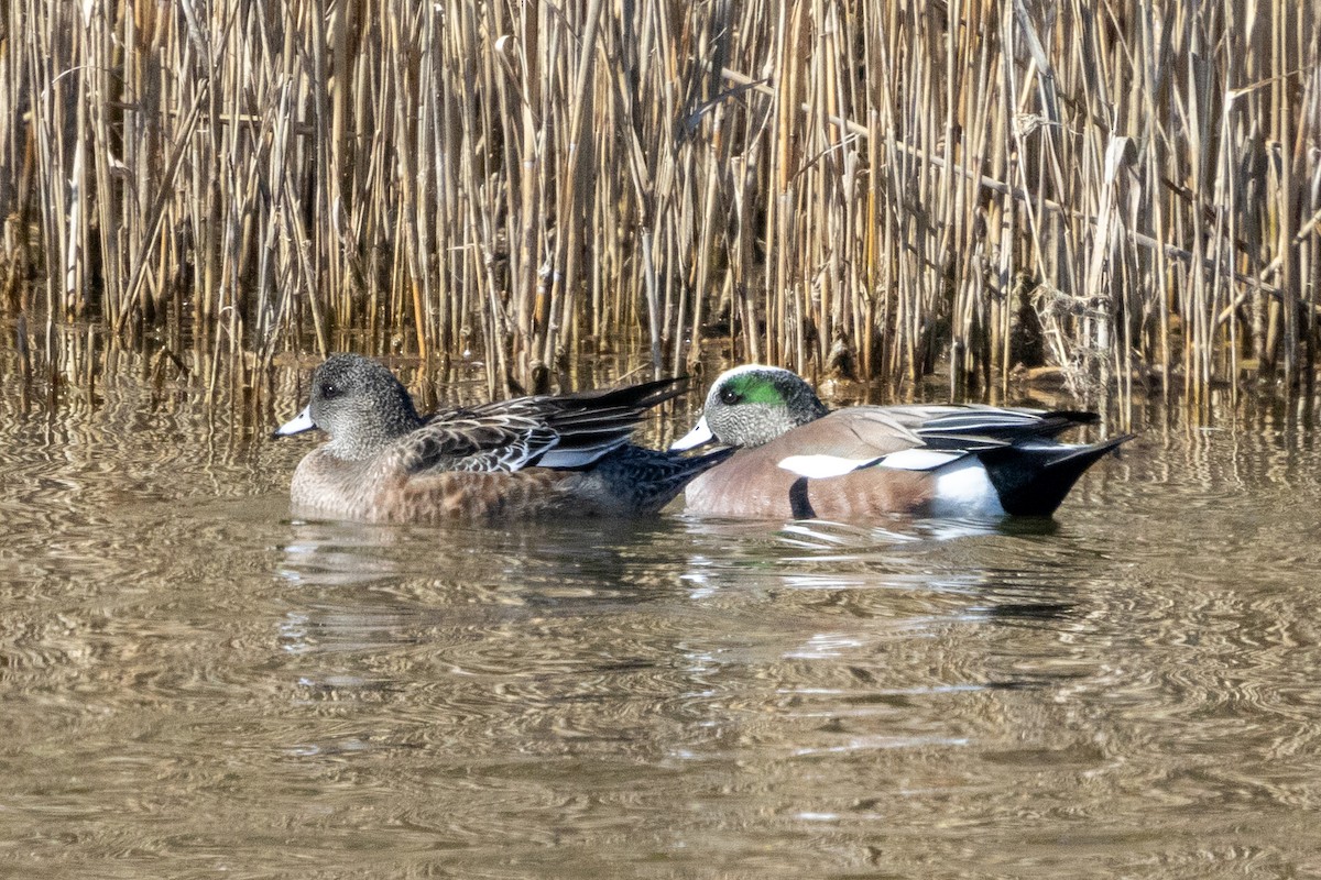 American Wigeon - ML615251723