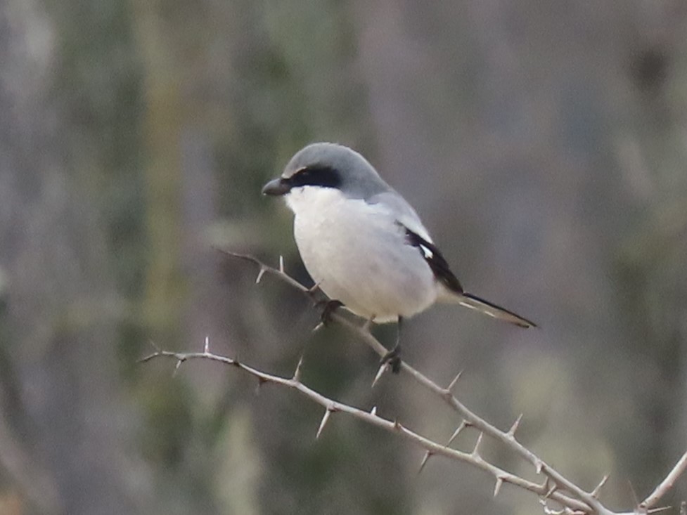 Loggerhead Shrike - Joan Mashburn