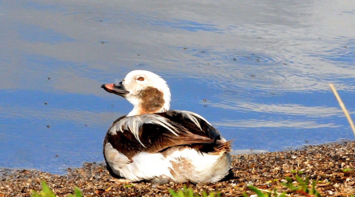 Long-tailed Duck - ML615251734