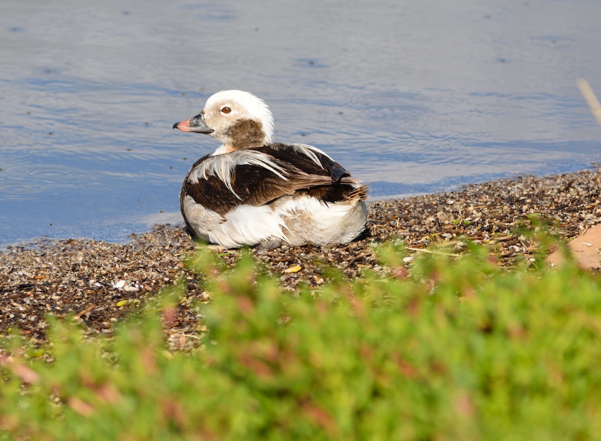 Long-tailed Duck - ML615251735