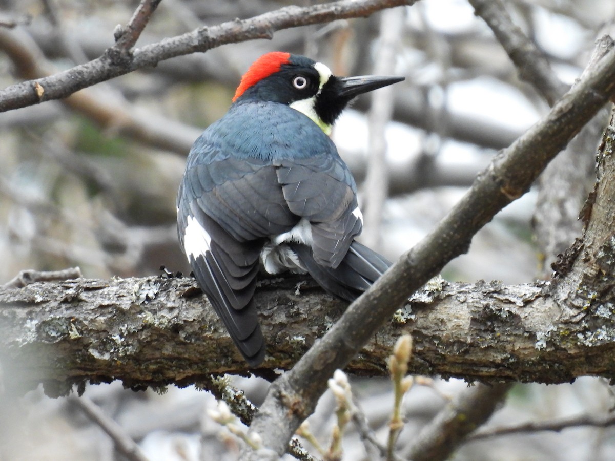 Acorn Woodpecker - Tina Toth