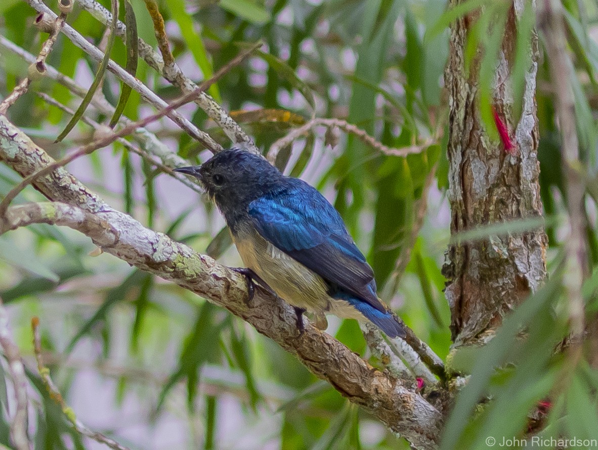 Fire-breasted Flowerpecker - ML615251761