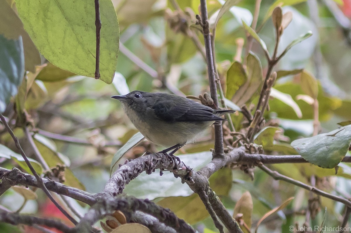 Fire-breasted Flowerpecker - ML615251763