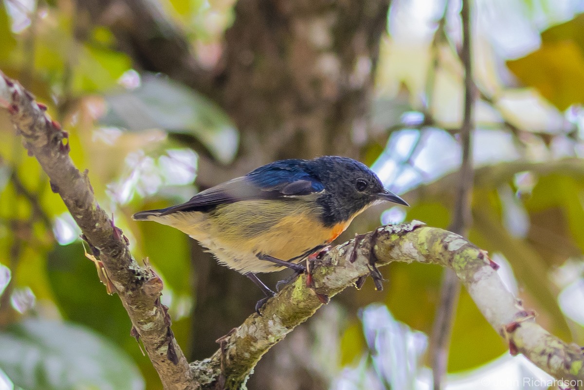 Fire-breasted Flowerpecker - ML615251765