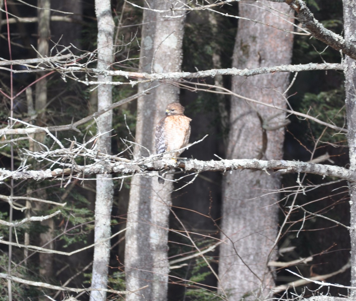 Red-shouldered Hawk - ML615251766