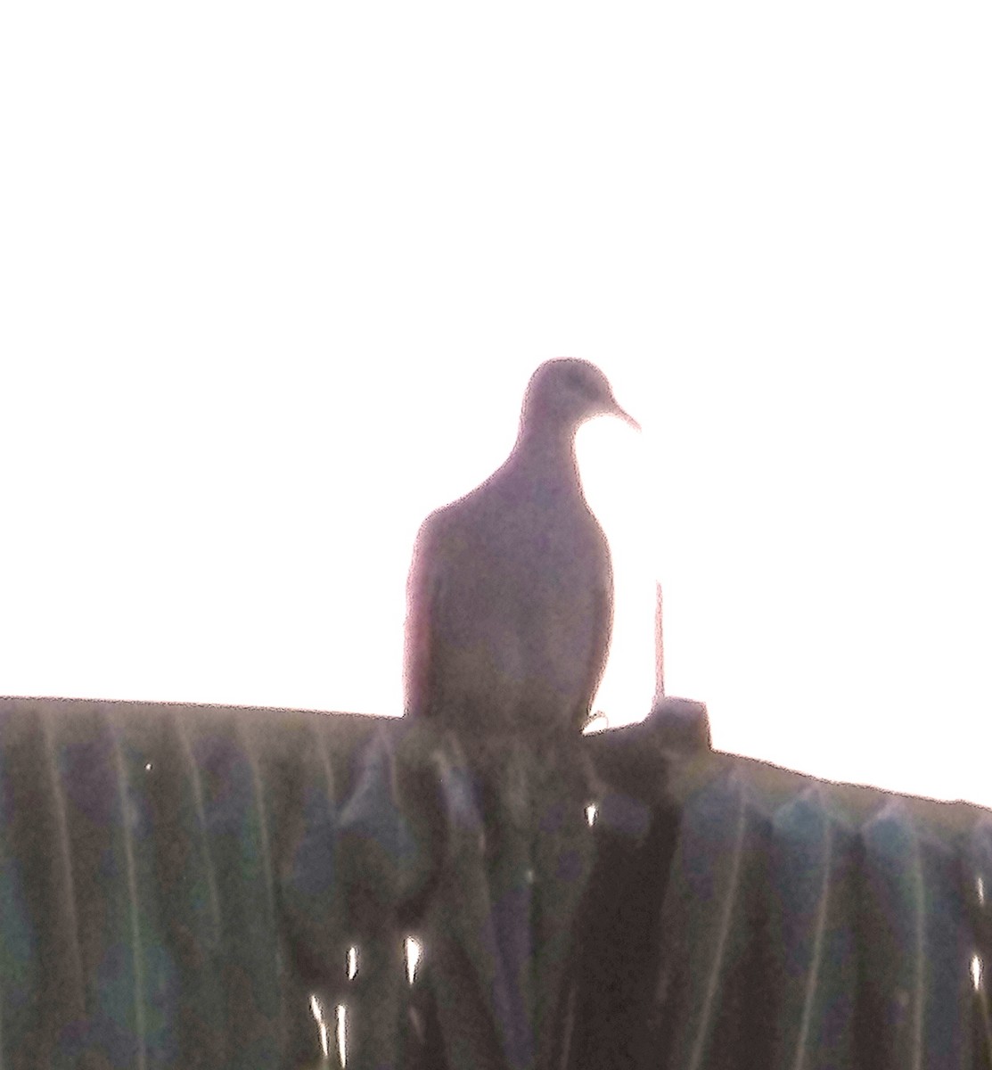 Pink-necked Green-Pigeon - ML615251775