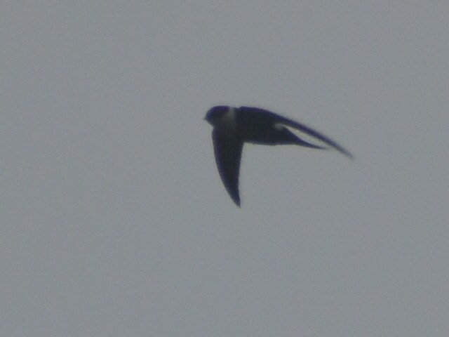 Lesser Swallow-tailed Swift - ML615251805