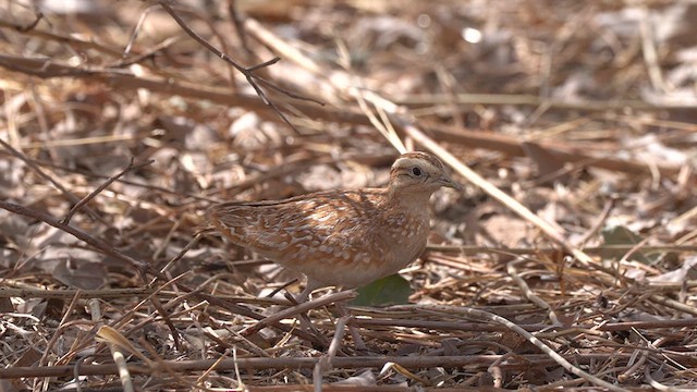 Quail-plover - ML615251808