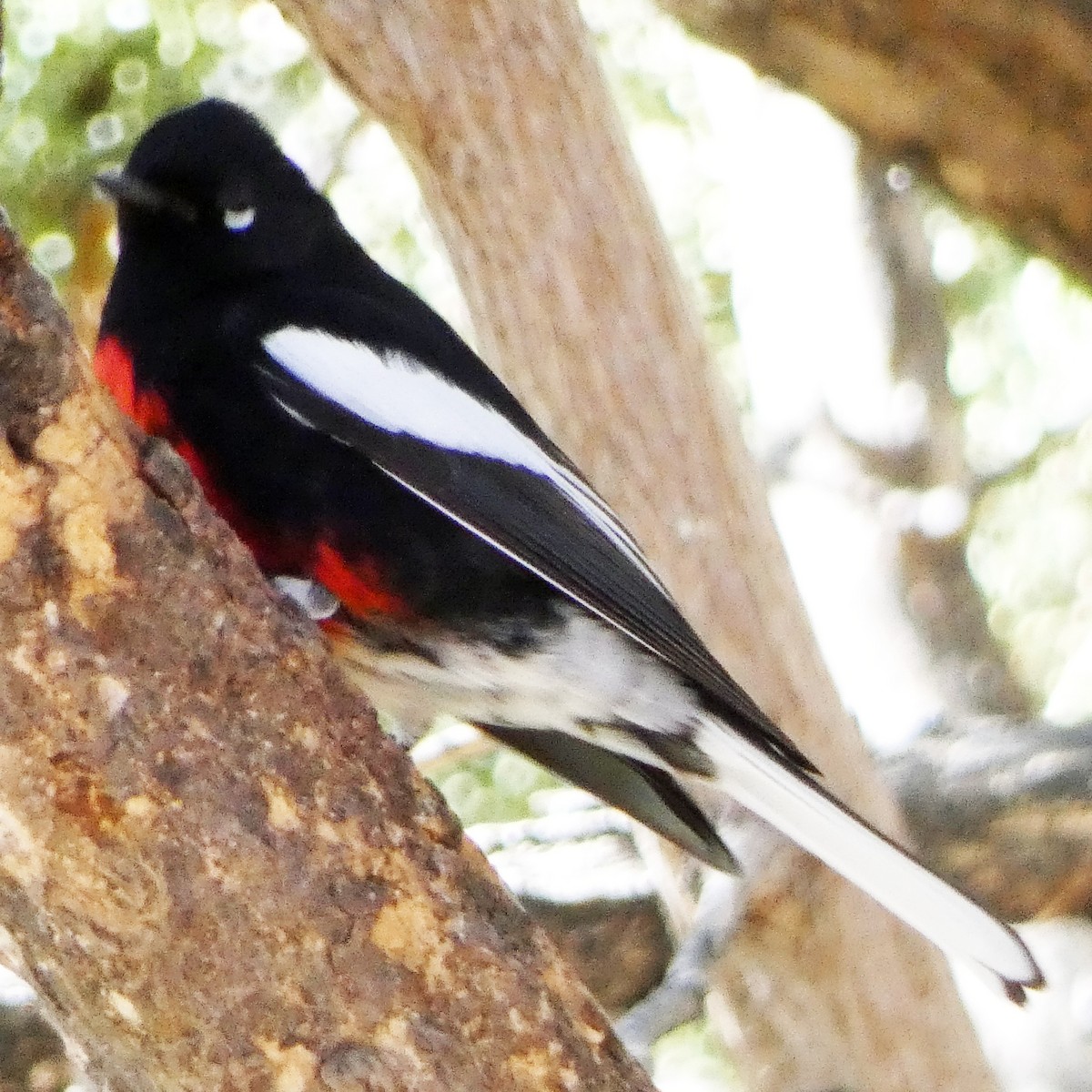 Painted Redstart - ML615251852