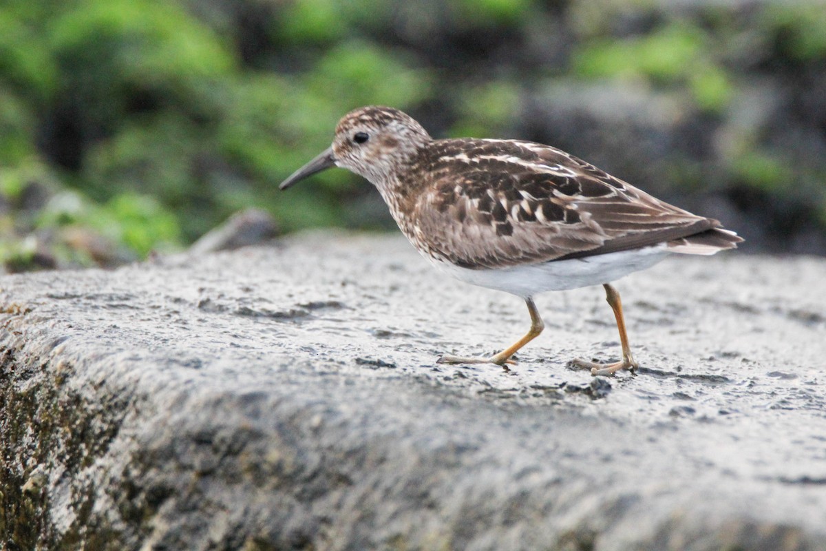 Least Sandpiper - ML615251867