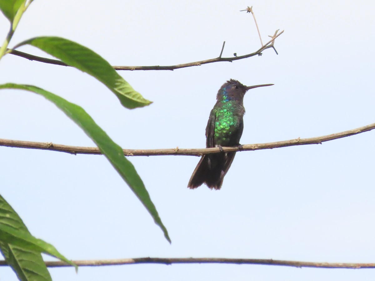 Golden-tailed Sapphire - Debra Ferguson