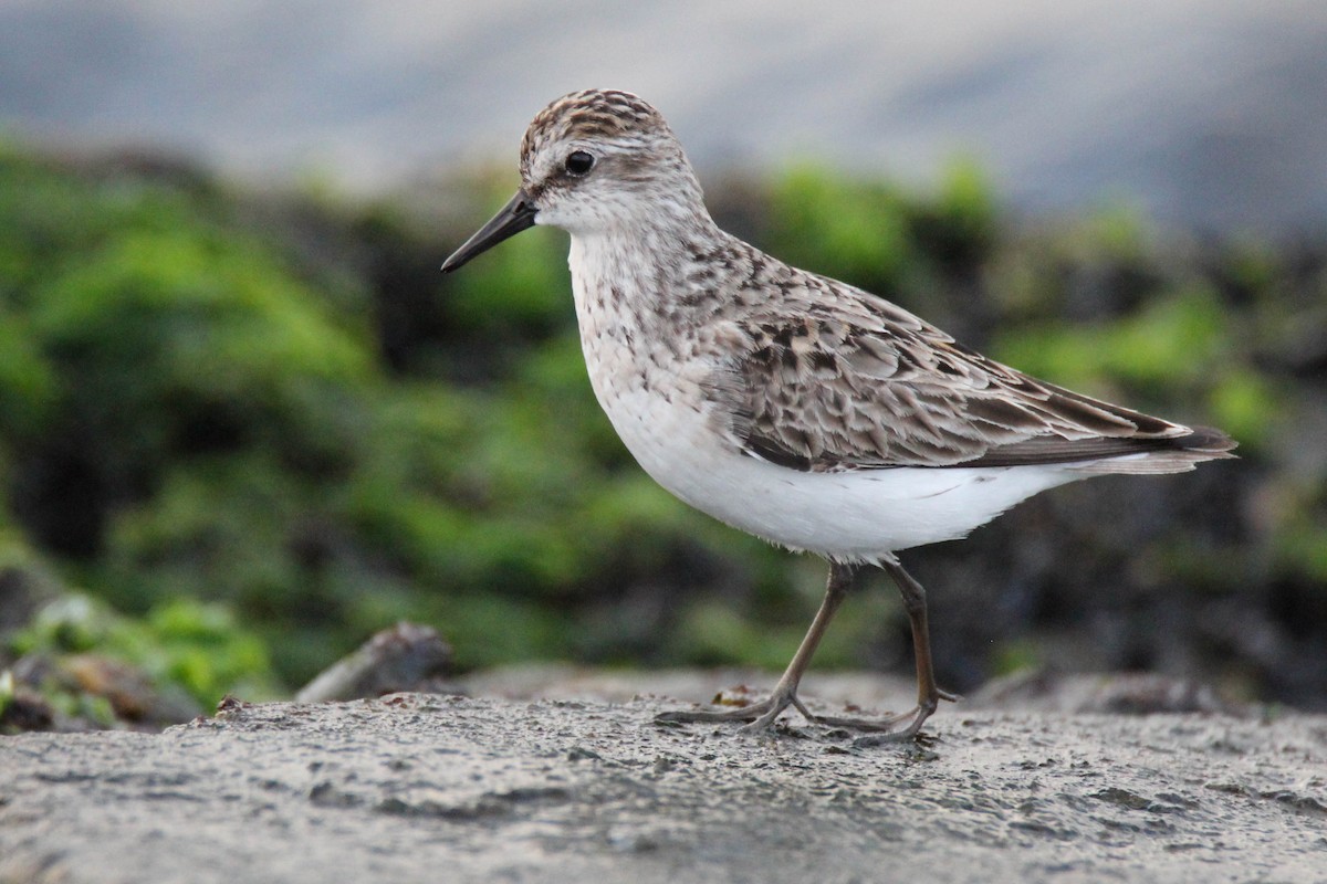 Semipalmated Sandpiper - Ed Vigezzi