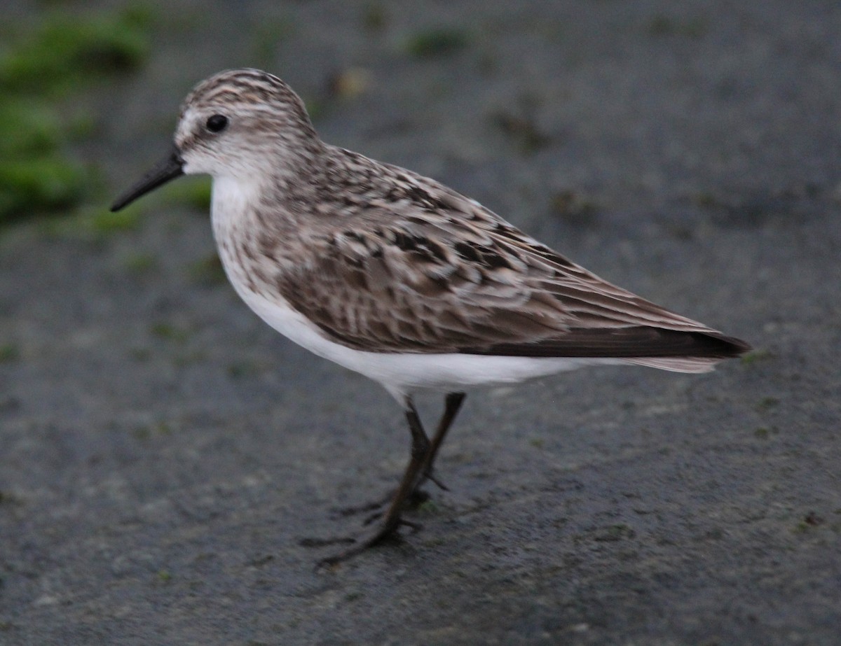 Semipalmated Sandpiper - ML615251894