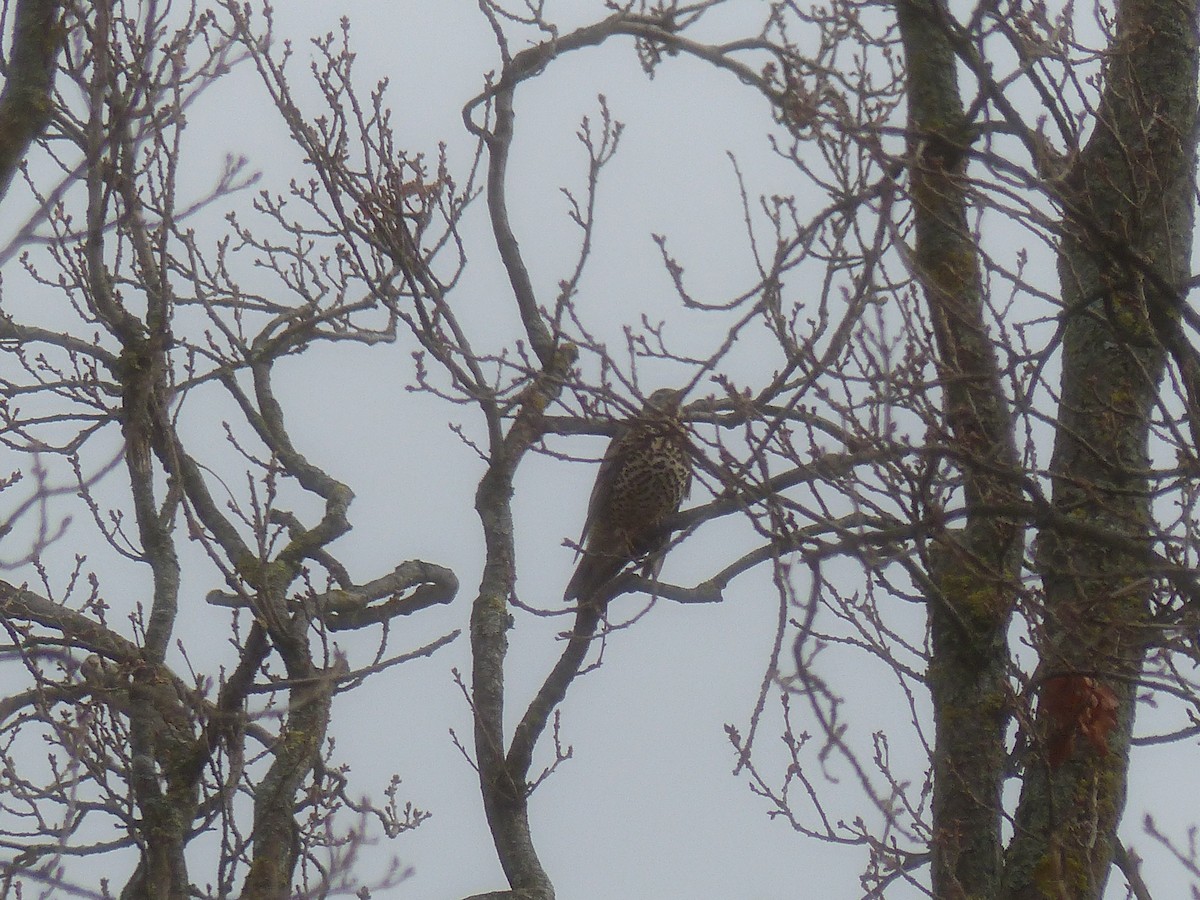 Mistle Thrush - ML615252031