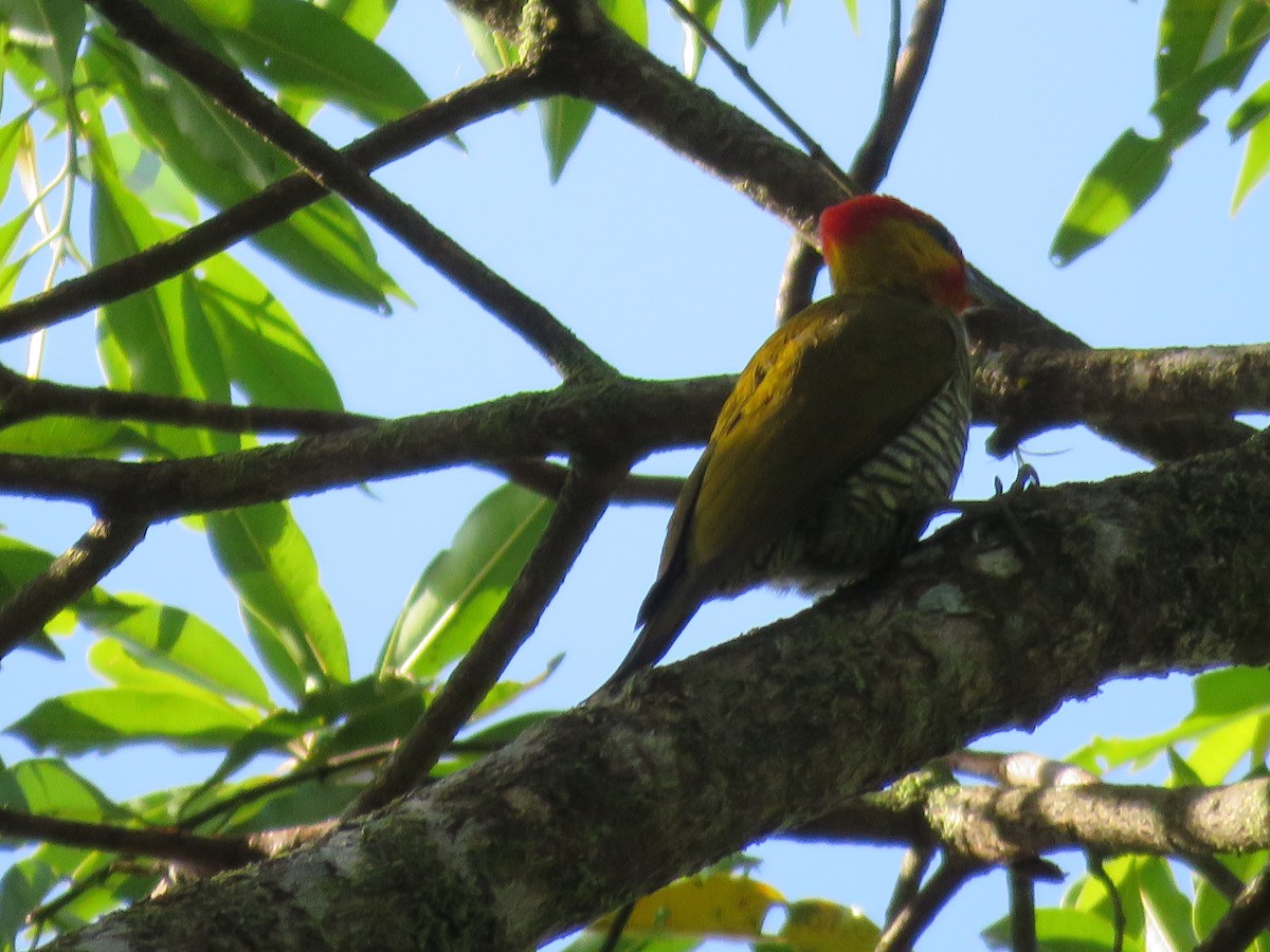 Yellow-throated Woodpecker - Sergio luiz Carniel
