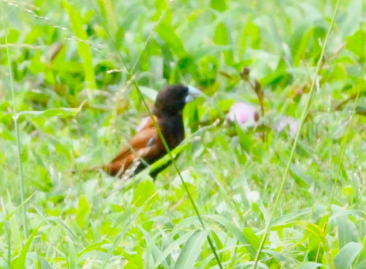 Chestnut Munia - ML615252146