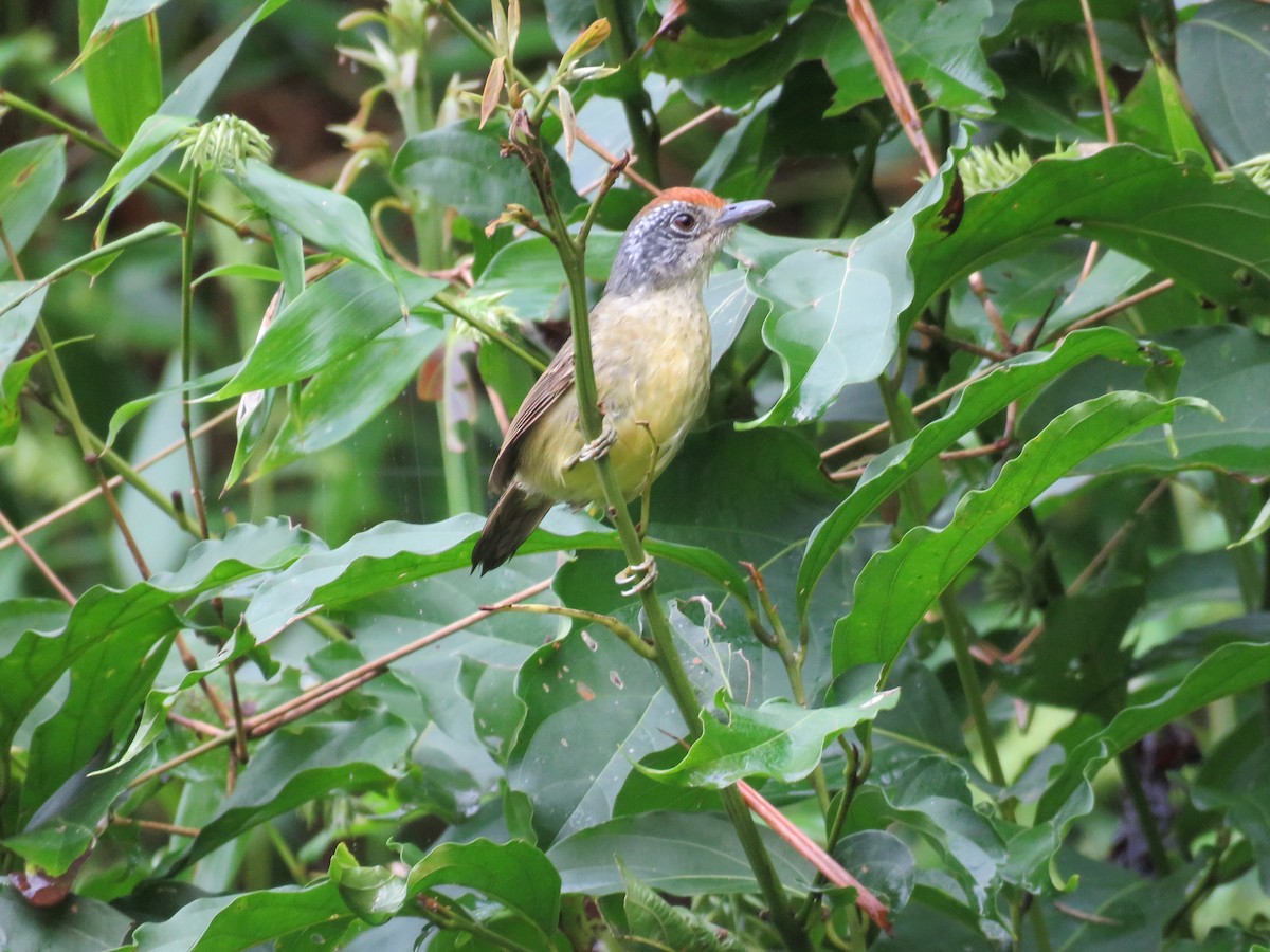 Spot-breasted Antvireo - ML615252157