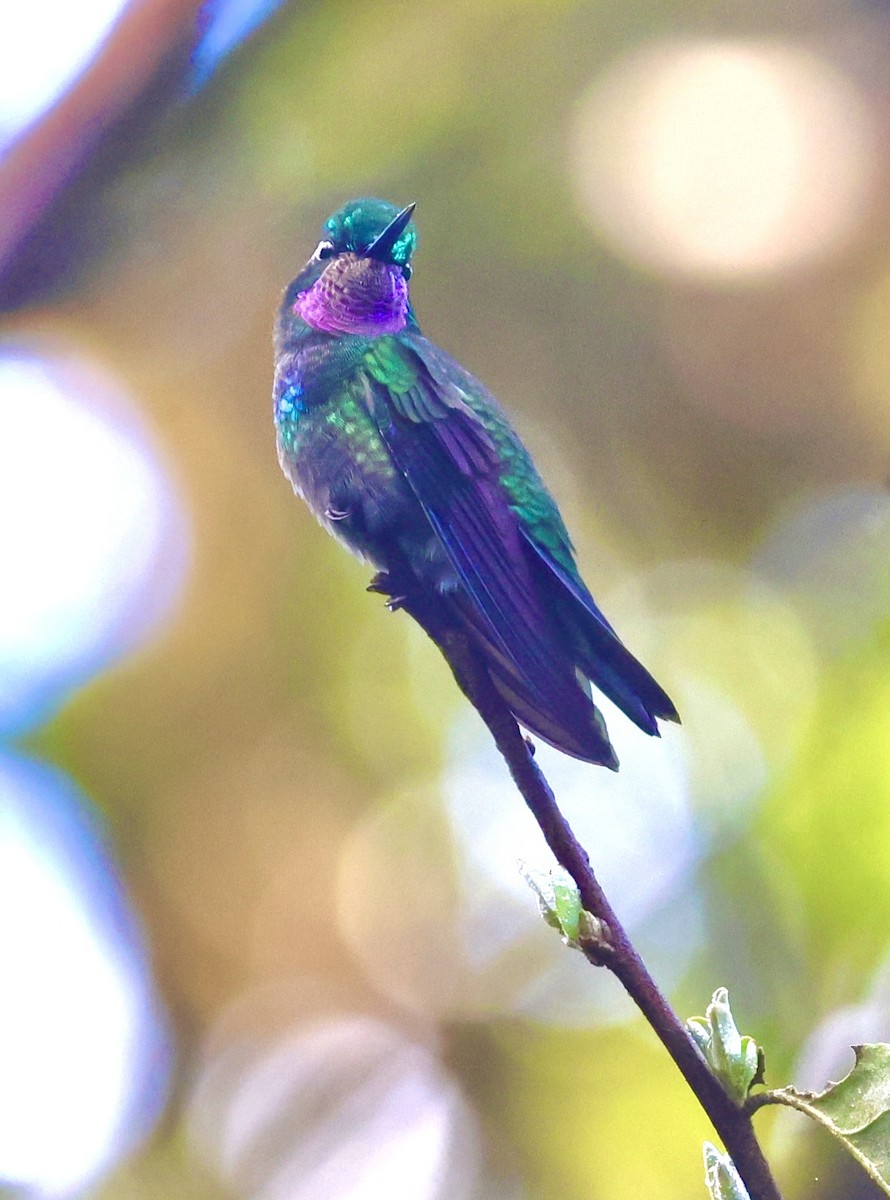 kolibřík fialovohrdlý - ML615252209