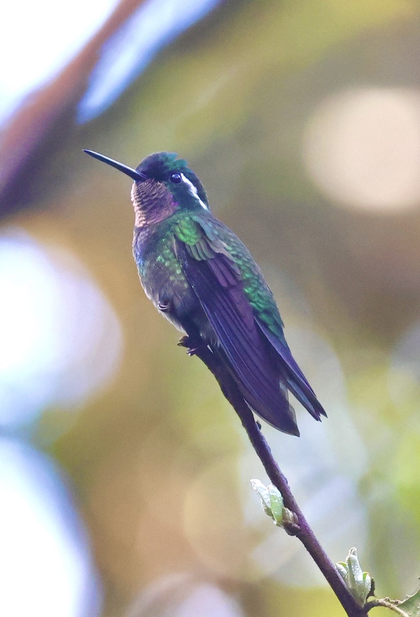 kolibřík fialovohrdlý - ML615252210