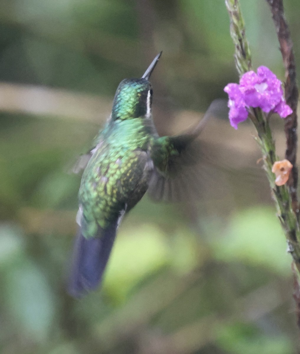 kolibřík fialovohrdlý - ML615252211