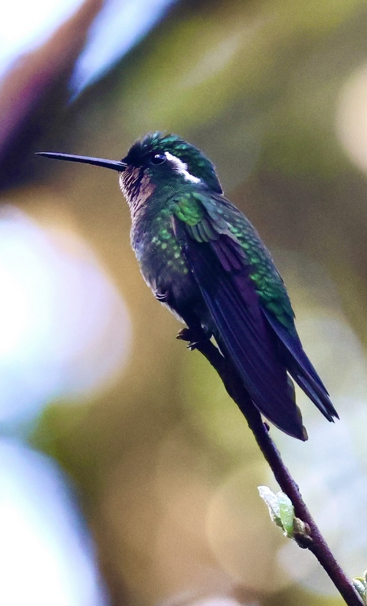 kolibřík fialovohrdlý - ML615252212