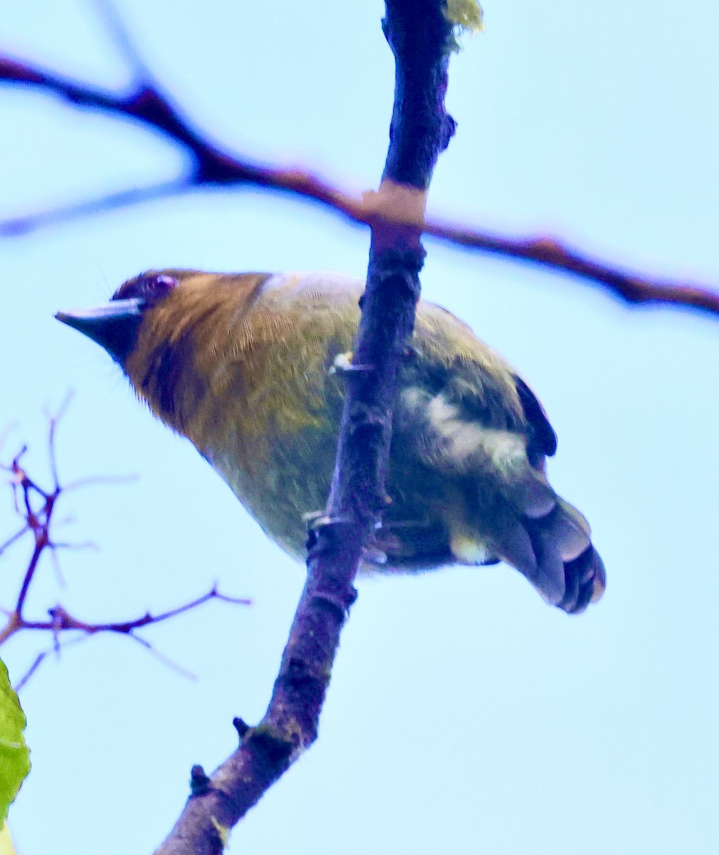 Prong-billed Barbet - Debbie Crowley