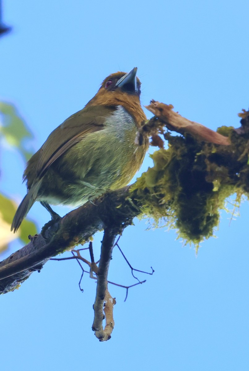 Prong-billed Barbet - ML615252221