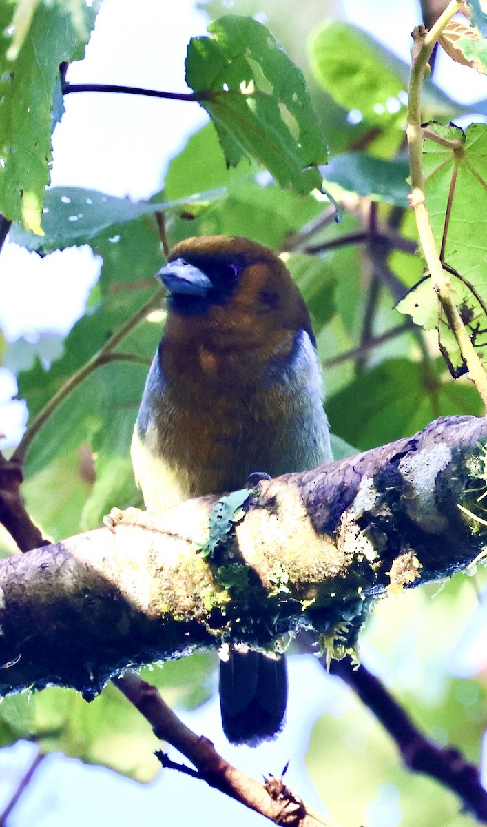 Prong-billed Barbet - Debbie Crowley