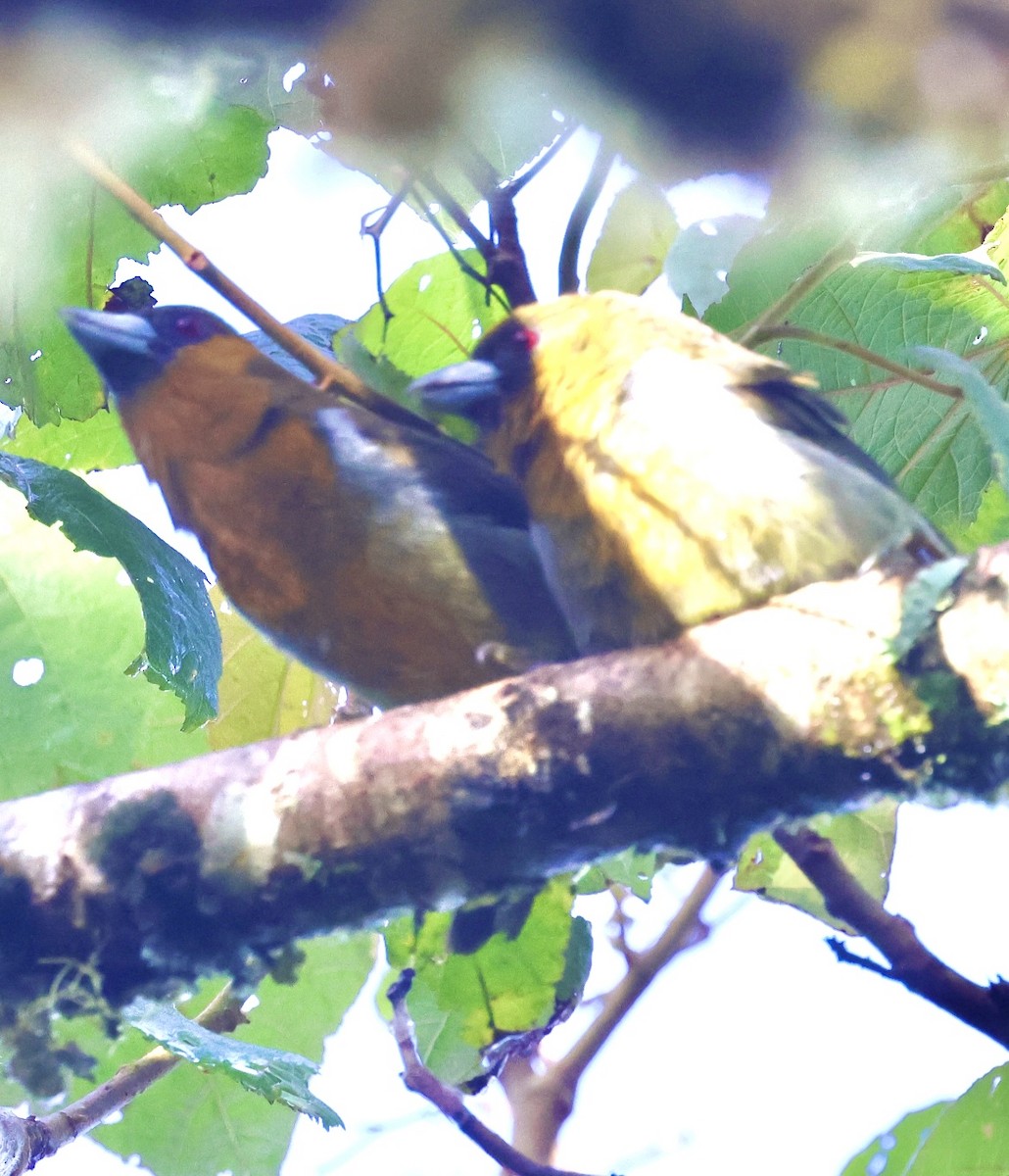 Prong-billed Barbet - ML615252224