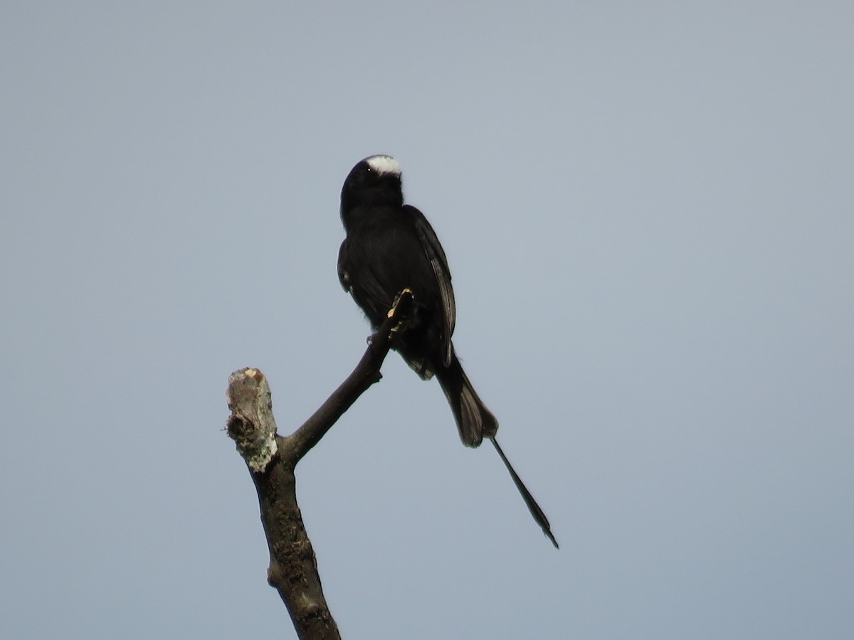 Long-tailed Tyrant - ML615252256